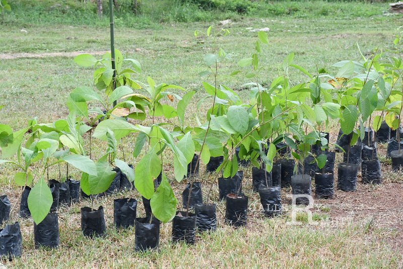 20210526-Tree planting dayt-166.JPG